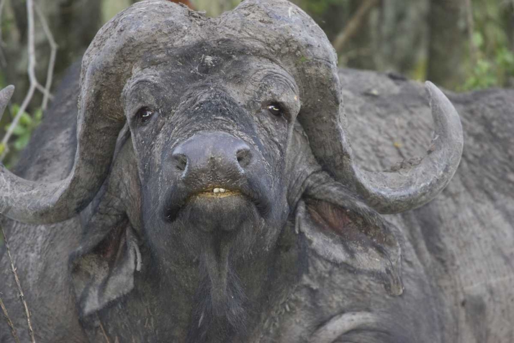 Kenya Frontal view of Cape buffalo
